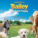 Brad Hawkins, Bill Jenkins, Jeremy Becerra   Adventures of Bailey: The Lost Puppy is a 2010 family film written by Lucille Cardenas, Liz Franke, Steve Franke and directed by Steve Franke.