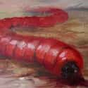 Mongolian Death Worm on Random Scariest Animals in the World
