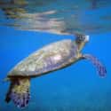 Sea turtle on Random Animals You Would Not Want To Be Reincarnated As