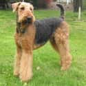 Airedale Terrier on Random Best Dogs for Allergies