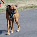 Boxer on Random Best Dog Breeds for Families