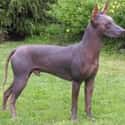 Mexican Hairless Dog on Random Best Dogs for Allergies