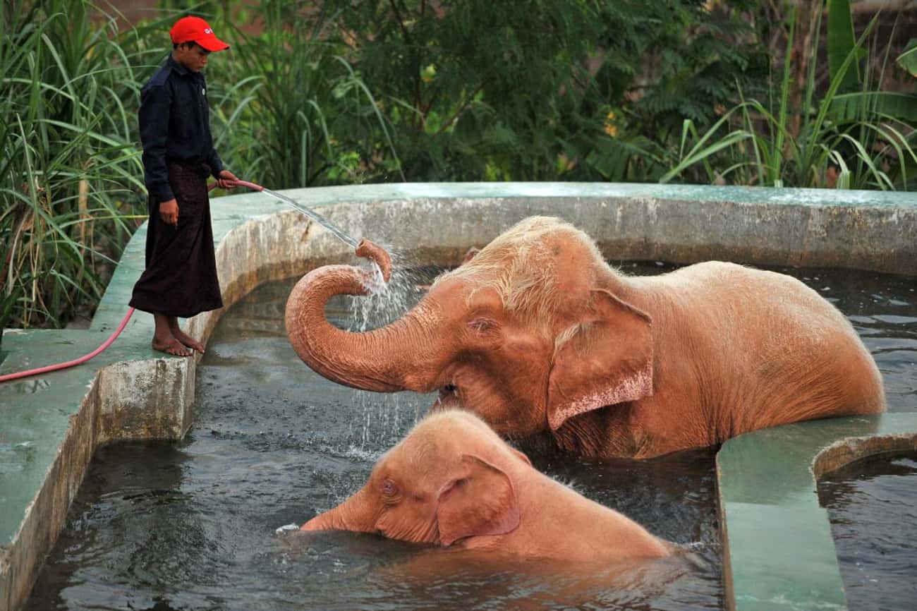 Elephant present. Розовый слон Тайланд. Белый слон Тайланд. Слон альбинос в Тайланде.
