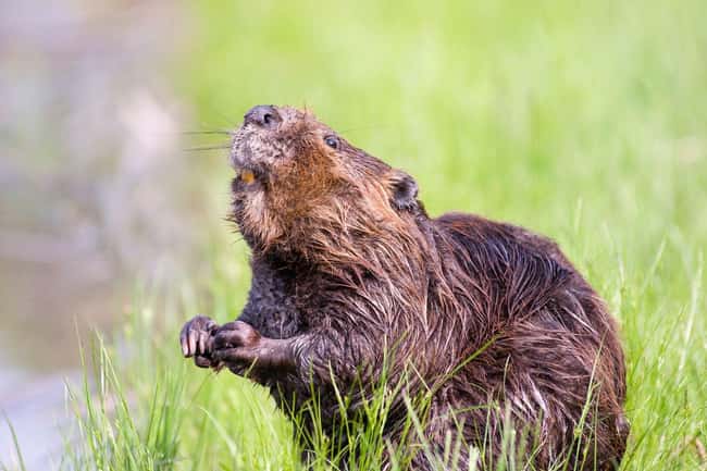 Beaver is listed (or ranked) 23 on the list 28 Cute Animals That You Don't Want To Mess With