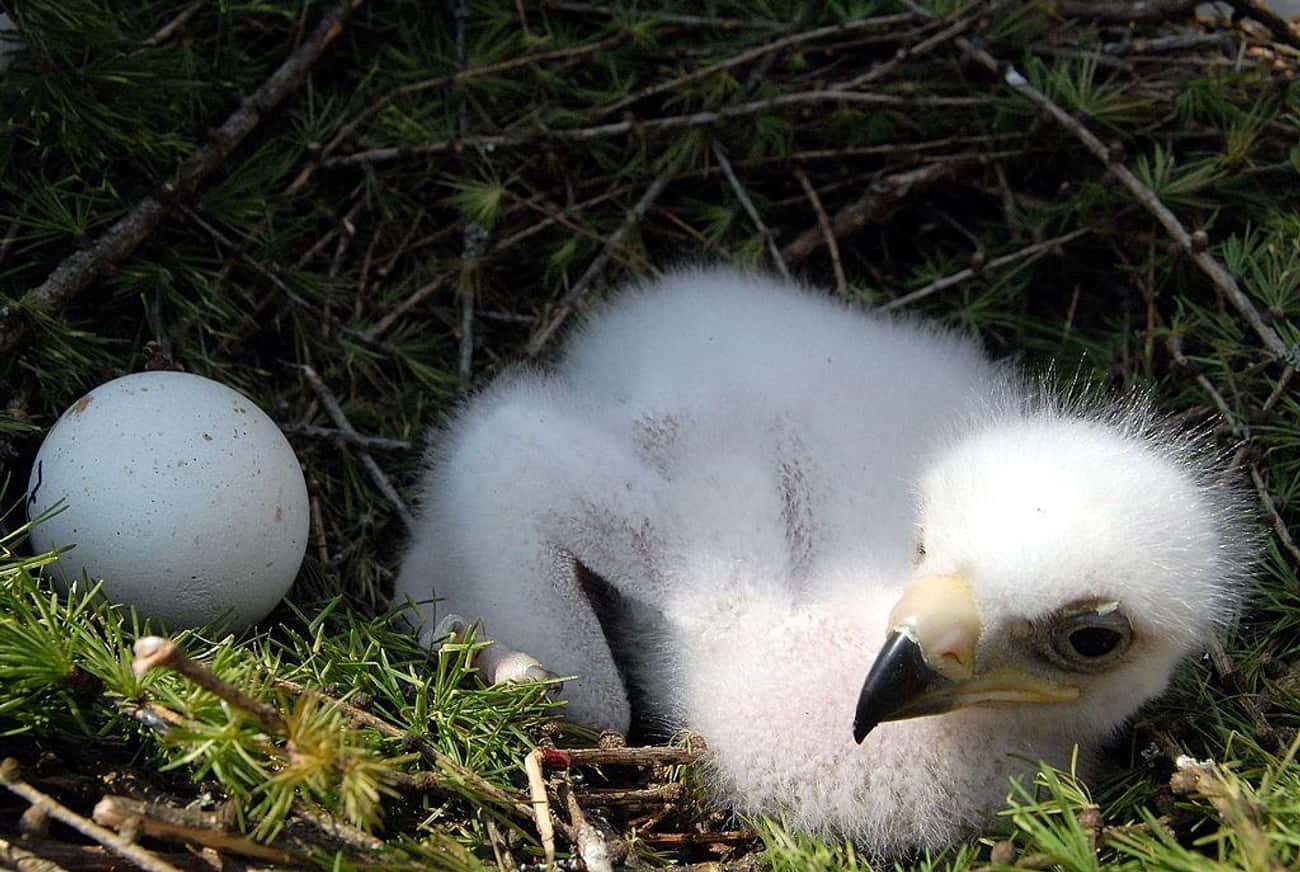 Small Golden Eaglets Are Attacked By Older Siblings