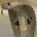 Cobra on Random Scariest Animals in the World