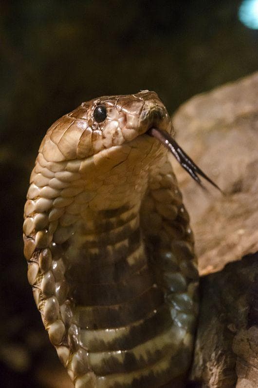 The Craziest Animals That Live In The Nile River You'd Never Want To