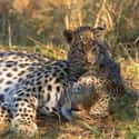Leopard on Random Animals with the Cutest Babies