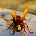 Hornet on Random Scariest Animals in the World