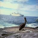 Galapagos Cruises Inc on Random Best Cruise Lines