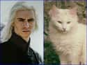 Viserys Targaryen on Random Cats Who Look Like GoT Characters