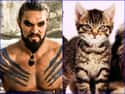 Khal Drogo on Random Cats Who Look Like GoT Characters
