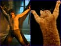 Theon Greyjoy on Random Cats Who Look Like GoT Characters