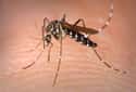 Mosquito on Random Insane, Otherworldly Creatures Of Nile River