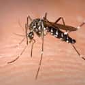 Mosquito on Random Insane, Otherworldly Creatures Of Nile River