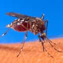 Mosquito on Random Scarier Facts About Most Terrifying Animals In World