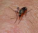 Mosquito on Random Animals With Shortest Life Expectancy