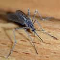 Mosquito on Random Wild Animals That Cause Serious Problems In Florida