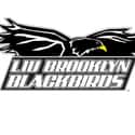 LIU-Brooklyn Blackbirds on Random Best NEC Basketball Teams