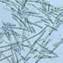 Cyanobacteria on Random Oldest Living Things On Earth