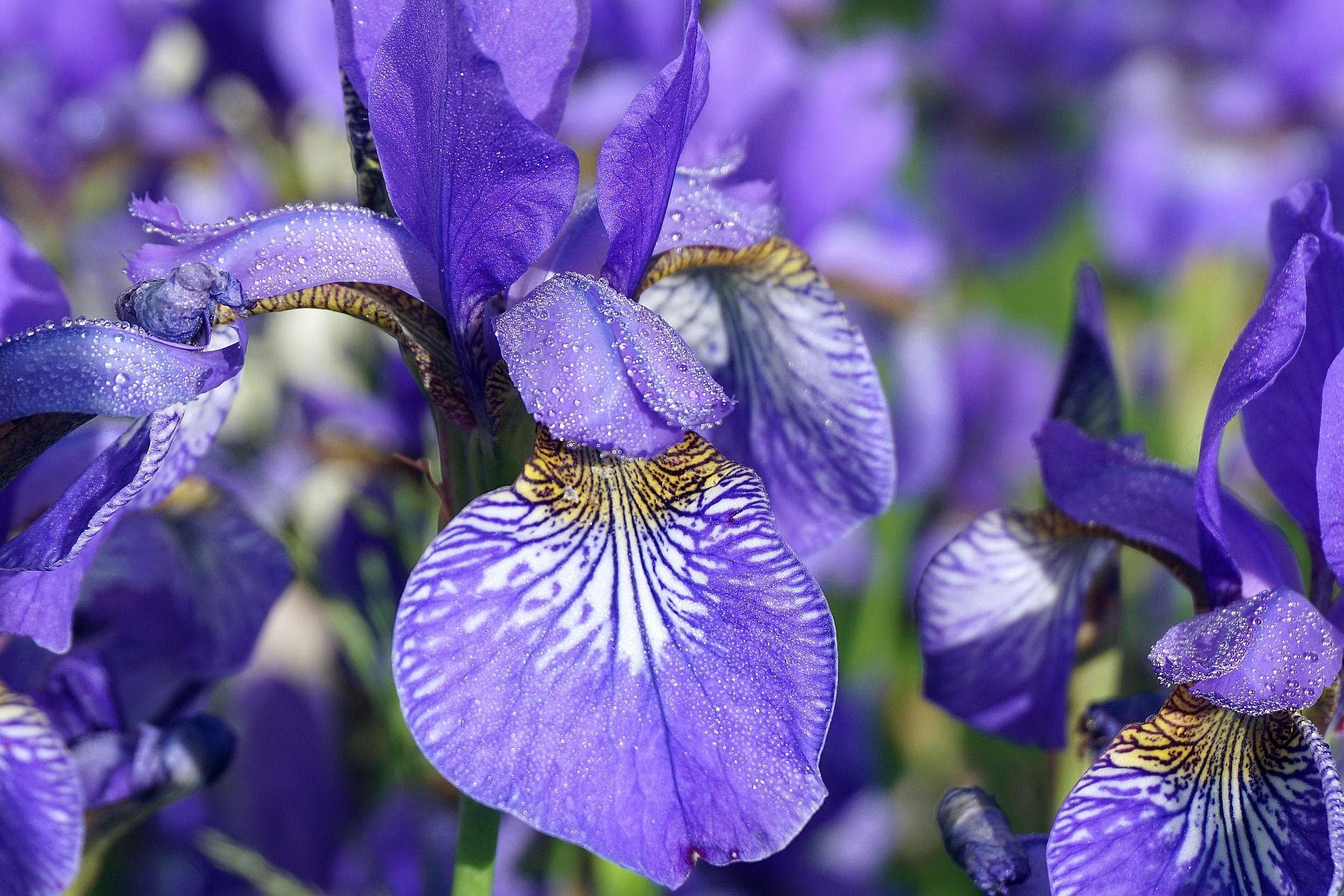 Alternative Flowers You Should Be Giving Besides Roses