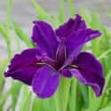 Iris on Random Best Flowers to Give a Woman