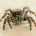 Spider on Random Scariest Animals in the World