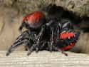 Spider on Random Animals You Would Not Want To Be Reincarnated As