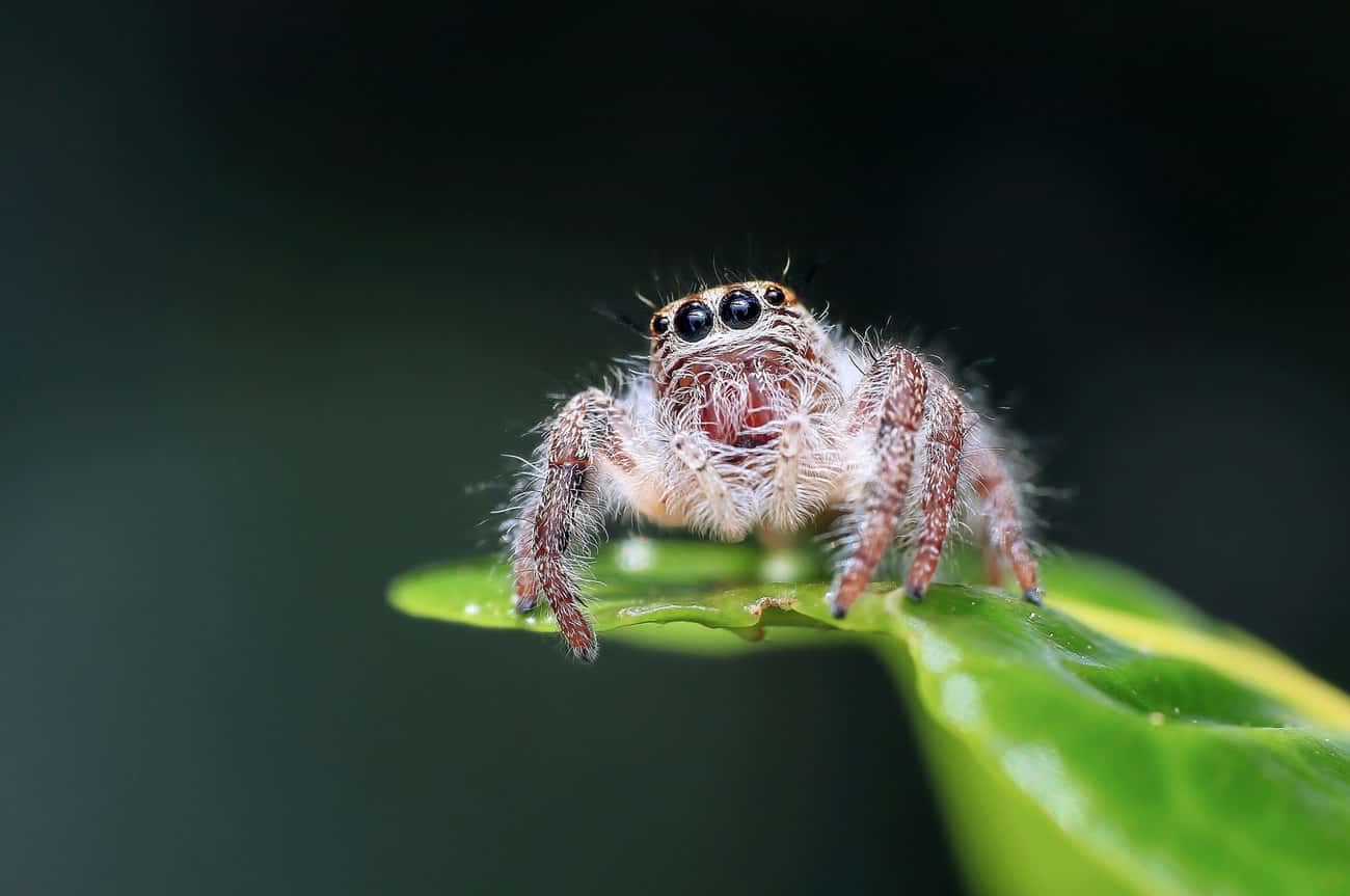 Spiders Have Brains In Their Feet
