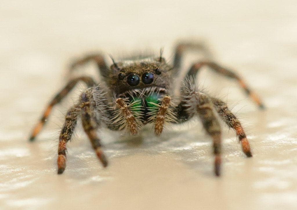 The 14 Most Annoying Insects, Ranked
