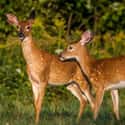 Deer on Random Animal Facts You Will Immediately Regret Learning