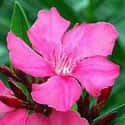 Oleander on Random Best Flowers to Give a Woman