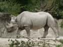 Rhinoceros on Random Animals Attacked People Trying To Poach Them