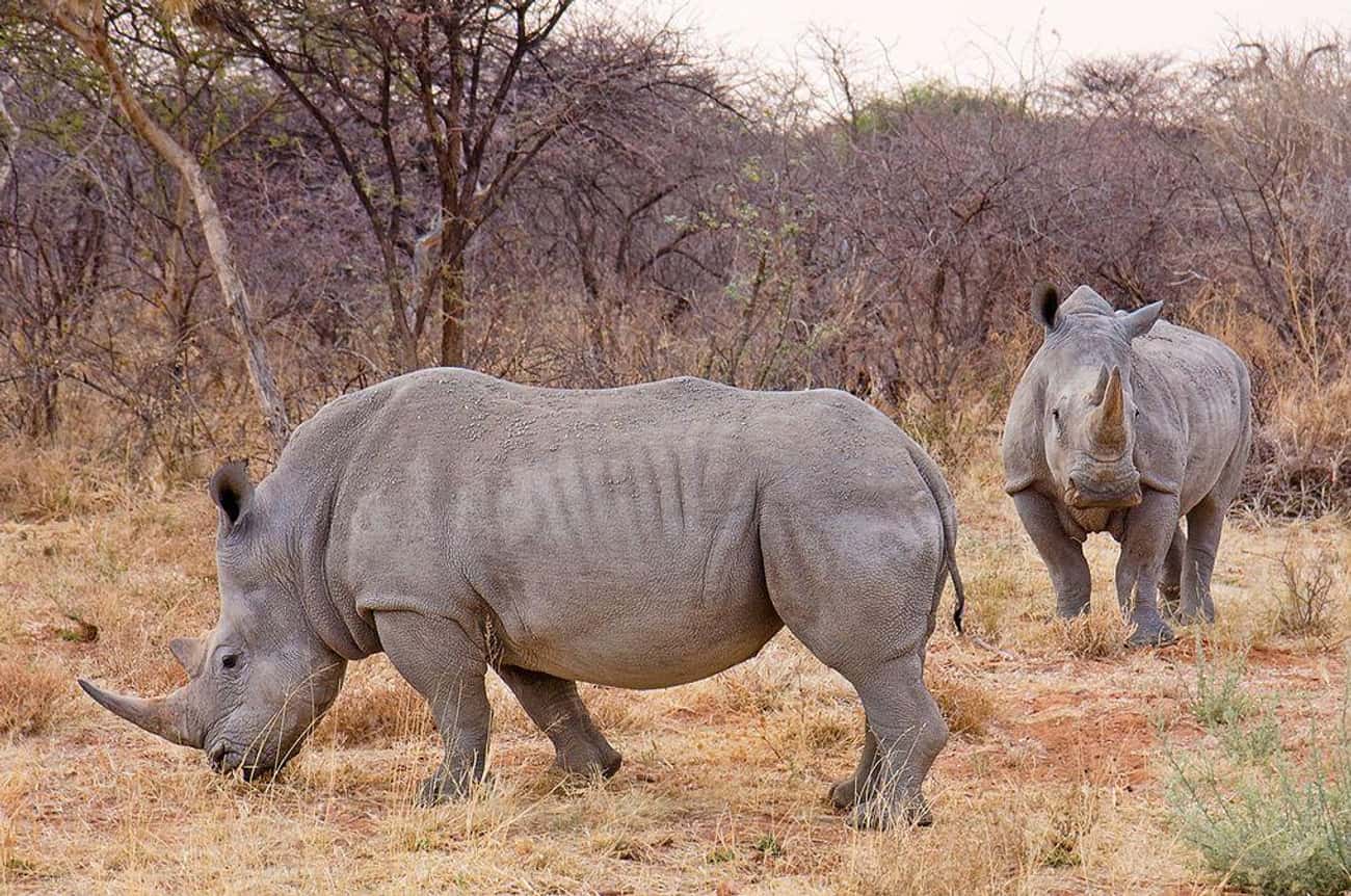 Rhino Horns Are Supposed To Cure Everything From Typhoid To Hallucinations