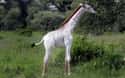 Giraffe on Random Incredible Albino (and Leucistic) Animals