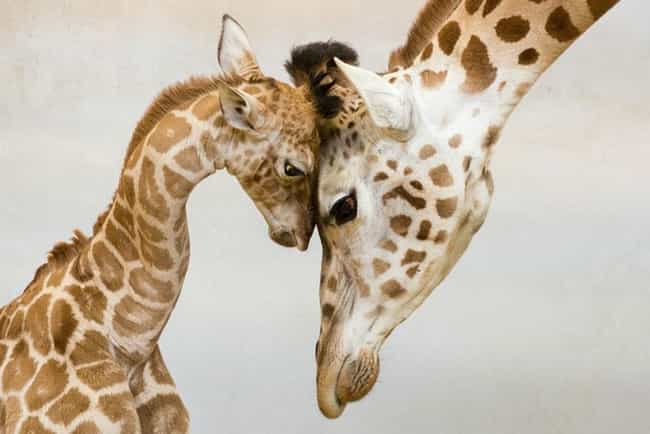 Giraffe and Calf