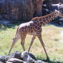 Giraffe on Random Animals with the Cutest Babies