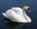 Swan on Random Scariest Types of Birds in the World