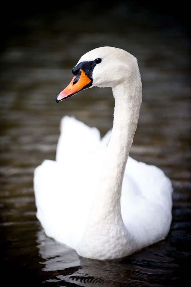 Swan is listed (or ranked) 22 on the list 28 Cute Animals That You Don't Want To Mess With