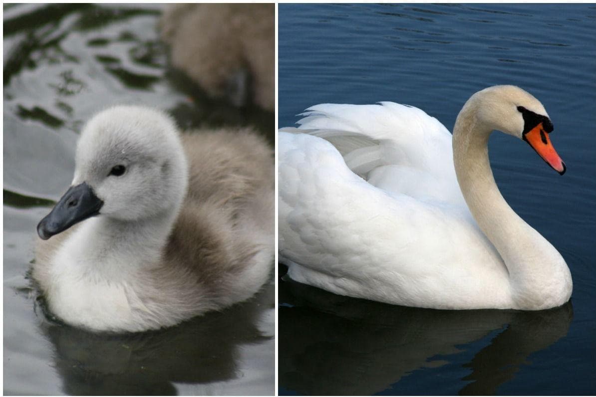 15 Pictures Of Animals As Babies Vs. Full Grown