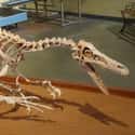 Velociraptor on Random Extinct Species You Would Bring Back From Dead