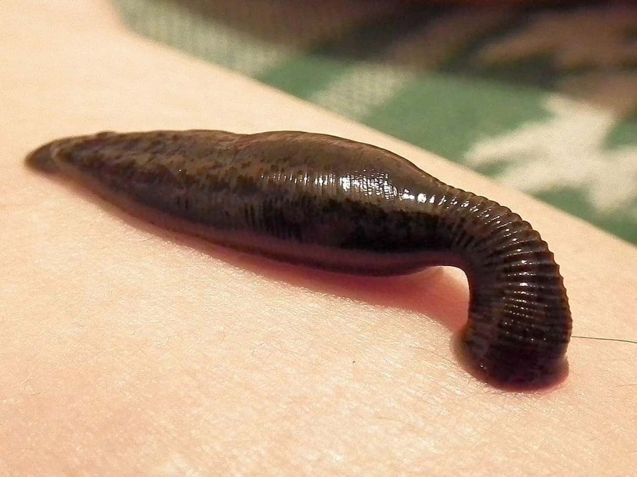 Leeches Have 32 Brains