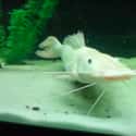 Catfish on Random Mind-Blowing Photos Of Half Albino (AKA Leucistic) Animals