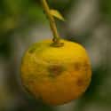 Yuzu on Random Very Best Citrus Fruits