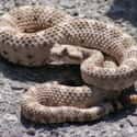 Rattlesnake on Random Scariest Animals in the World
