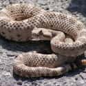 Rattlesnake on Random Scariest Animals in the World