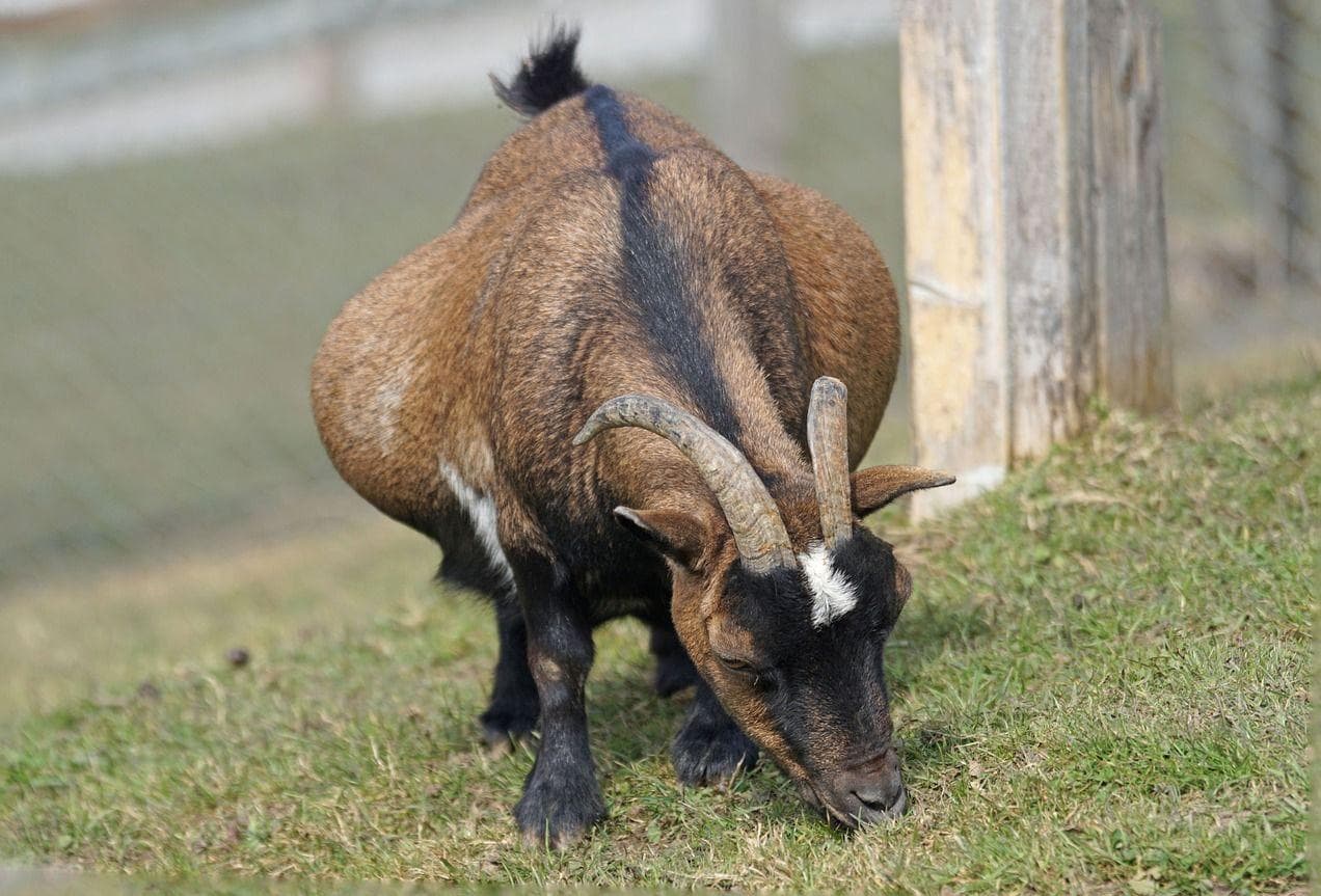 21 Pictures Of Pregnant Animals You've Probably Never Seen Before