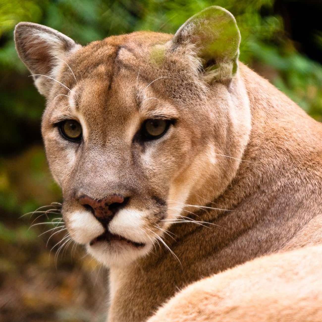 Cougar/Mountain Lion/Puma/Catamount/Red Tiger/Panther