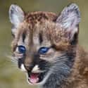 Cougar on Random Animals with the Cutest Babies
