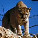Cougar on Random Scariest Animals in the World